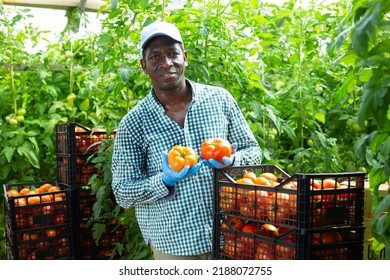 Portrait Of Confident Male Farm Worker Standing Near Crates With New Crop Of Organic Tomatoes In Greenhouse At Farm