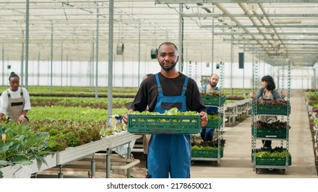 Portrait Of Confient African American Farm Worker Holding Crate With Lettuce Production Ready For Delivery. Organic Food Grower Farmer Holding Bio Vegetables Grown Without Pesticides In Greenhouse.