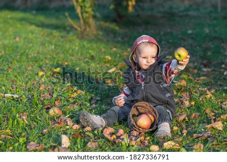 Similar – Image, Stock Photo Little girl looking apples in basket with harvest