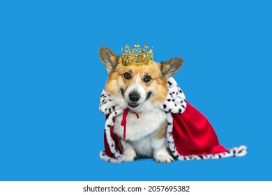 Portrait Of A Corgi Dog In A Royal Robe And A Golden Crown On A Blue Background