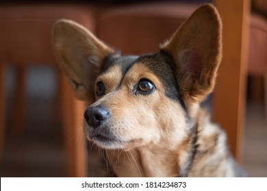 Portrait Of A Corgi Mix Dog