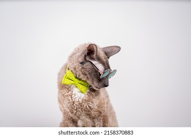 Portrait of a Cornish rex cat sitting and looking down with tie bow and sunglasses