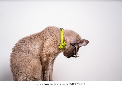 Portrait of a Cornish rex cat sitting and looking down with tie bow and sunglasses