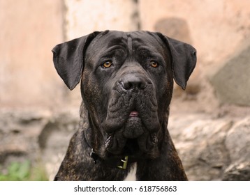 Portrait of Corso Dog, Italian breed of dog.