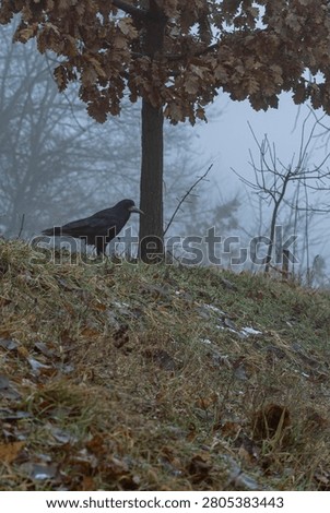 Portrait of a corvid pausing under bare winter branches