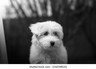 Portrait Of Coton De Tulear Dog