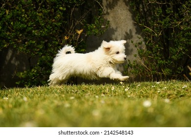 Portrait Of Coton De Tulear Dog