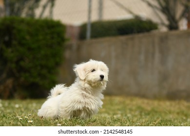 Portrait Of Coton De Tulear Dog