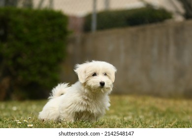 Portrait Of Coton De Tulear Dog