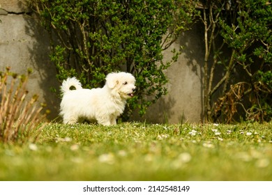 Portrait Of Coton De Tulear Dog