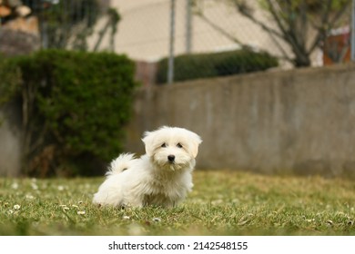 Portrait Of Coton De Tulear Dog