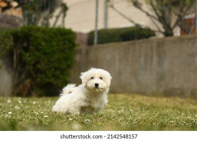 Portrait Of Coton De Tulear Dog