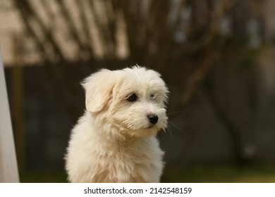 Portrait of coton de tulear dog