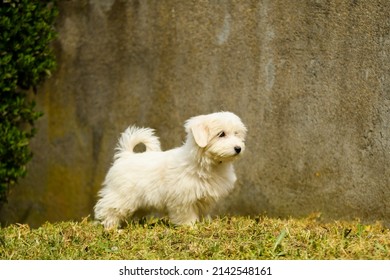 Portrait Of Coton De Tulear Dog