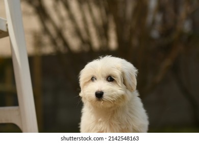 Portrait Of Coton De Tulear Dog