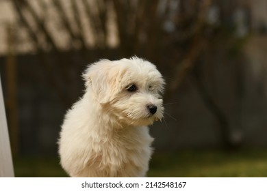 Portrait Of Coton De Tulear Dog