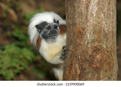 Portrait Of A Cotton-top Tamarin In A Tree
