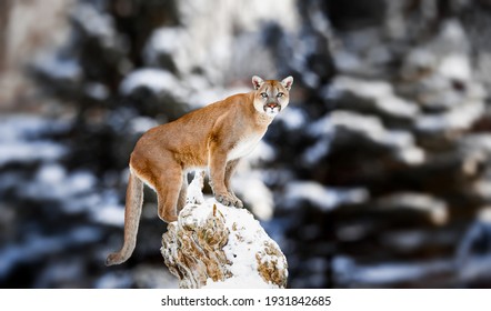Portrait of a cougar, mountain lion, puma, panther, striking a pose on a fallen tree, Winter scene in the woods, wildlife America