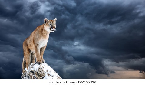 Portrait of a cougar, mountain lion, puma, panther, striking a pose on a fallen tree.