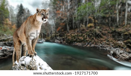 Portrait of a cougar, mountain lion, puma, panther, striking a pose on a fallen tree. Gorge of the mountain river.