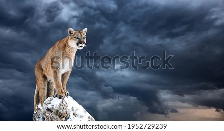 Portrait of a cougar, mountain lion, puma, panther, striking a pose on a fallen tree.