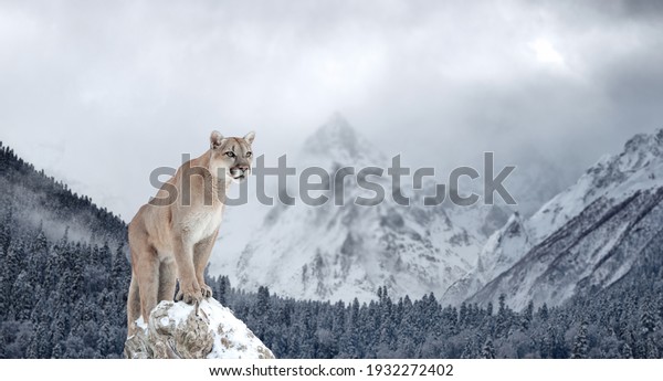 Portrait of a cougar, mountain lion, puma,\
Winter mountains