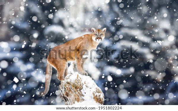 Portrait of a\
cougar, mountain lion, puma, Winter mountains. Winter scene in\
wildlife America, snow storm,\
snowfall.