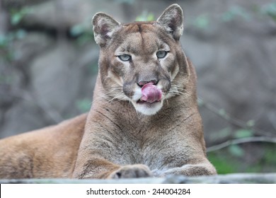Portrait of cougar panther striking a pose  