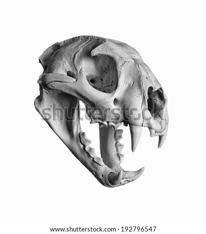 Portrait of a Cougar Skull.