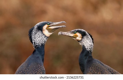 Portrait Of A Couple Of Black Cormorants (Phalacrocorax Carbo) Breeding And Clattering Their Beaks, Displaying A Mating Dance. Male And Female Water Bird In Love During Autumn.