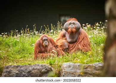 Portrait Of Couple Of Funny And Boring Asian Orangutans, Adults, Female And Male, Sitting Outdoors.