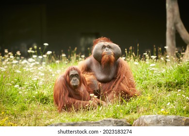 Portrait Of Couple Of Funny And Boring Asian Orangutans, Adults, Female And Male, Sitting Outdoors.