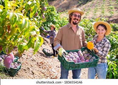 77,675 Fruit production Images, Stock Photos & Vectors | Shutterstock