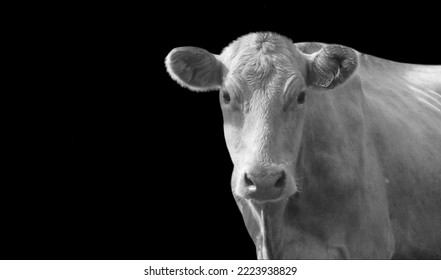Portrait Cow Closeup Face On The Black Background