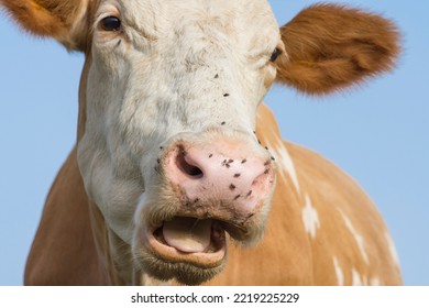 Portrait Of Cow. Funny Face Of Cow's Nose And Mouth. Insects Cling To The Nostrils Of Cattle.