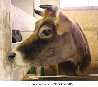 Portrait Cow Horns Profile Jersey Breed Stock Photo (Edit Now) 2100498595