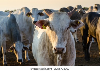 portrait of cow looking at the camera with angry face