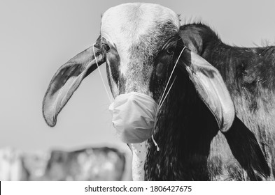 Portrait Of A Cow With A Mask. Concept Of Prevention With An Animal Wearing A Face Mask During The COVID-19 Pandemic.