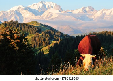 Portrait d'une vache avec le massif du Mont Blanc sur fond vert.