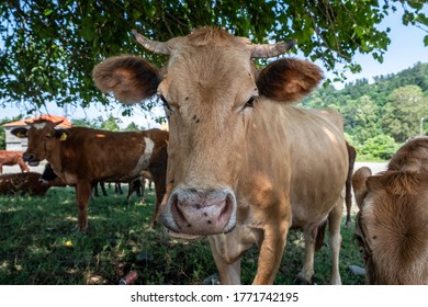 Portrait Of A Cow In The Pasture. Animal Head Close Up. Flies Sit On Their Faces And Bite A Cow. Ears Tag On Rabies Vaccinations.