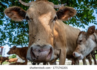 Portrait Of A Cow In The Pasture. Animal Head Close Up. Flies Sit On Their Faces And Bite A Cow. Ears Tag On Rabies Vaccinations.