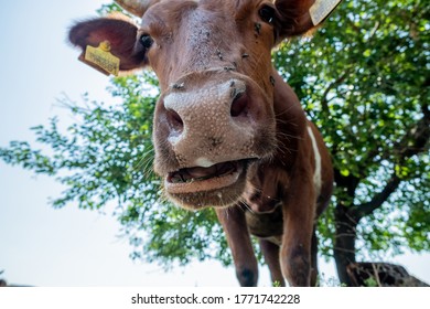 Portrait Of A Cow In The Pasture. Animal Head Close Up. Flies Sit On Their Faces And Bite A Cow. Ears Tag On Rabies Vaccinations.