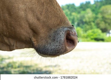 Portrait Of A Cow In The Pasture. Animal Head Close Up. Flies Sit On Their Faces And Bite A Cow. Ears Tag On Rabies Vaccinations.