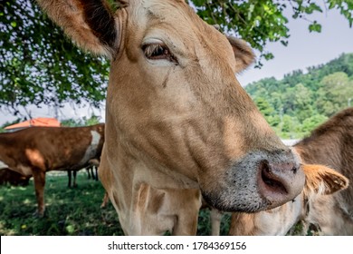 Portrait Of A Cow In The Pasture. Animal Head Close Up. Flies Sit On Their Faces And Bite A Cow. Ears Tag On Rabies Vaccinations.