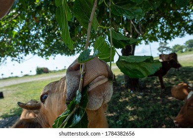 Portrait Of A Cow In The Pasture. Animal Head Close Up. Flies Sit On Their Faces And Bite A Cow. Ears Tag On Rabies Vaccinations.