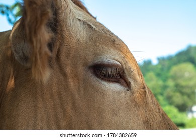 Portrait Of A Cow In The Pasture. Animal Head Close Up. Flies Sit On Their Faces And Bite A Cow. Ears Tag On Rabies Vaccinations.