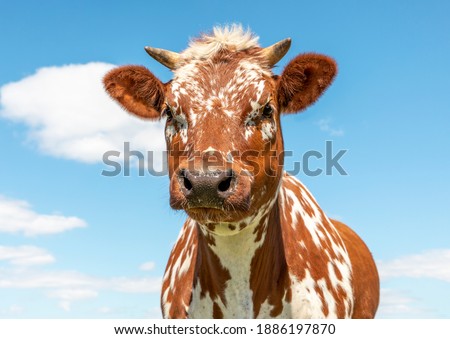 Portrait of a cow red mottled freckled, in Holland, with small horns and blue background
