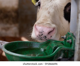 556 Cows drinking water trough Images, Stock Photos & Vectors ...