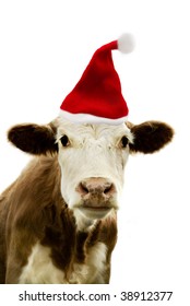 Portrait Of A Cow Wearing A Christmas Hat.