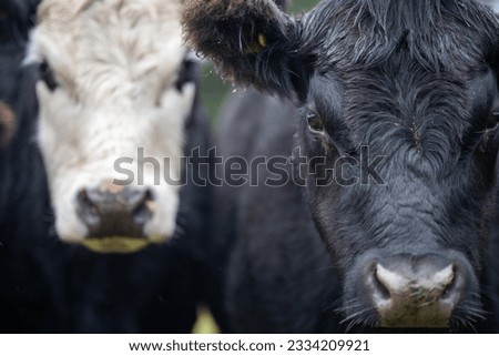 Portrait of Cows in a field grazing. Regenerative agriculture farm storing co2 in the soil with carbon sequestration 